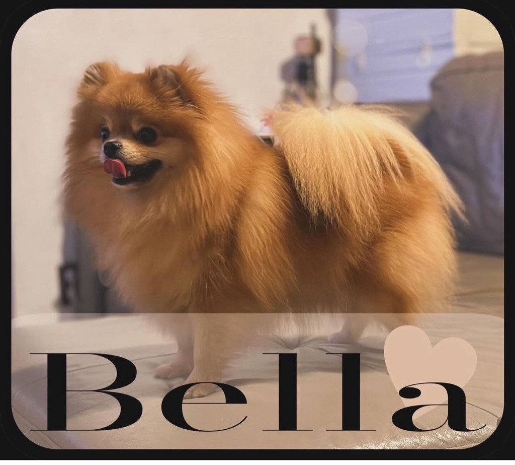 Bella (Sans Affixe)