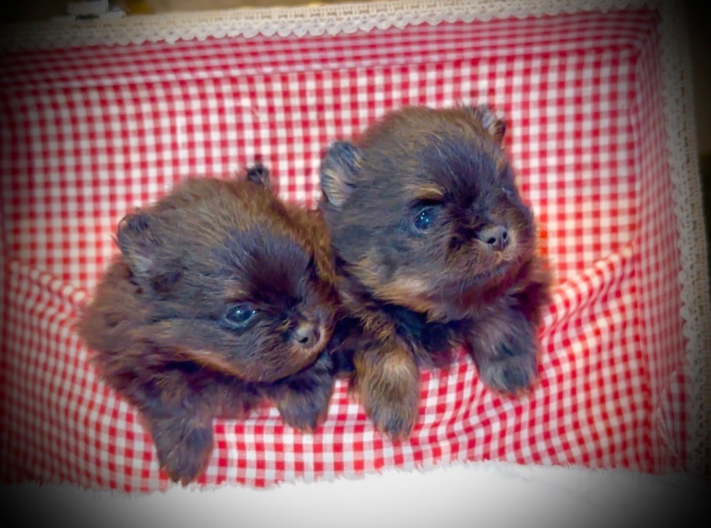 Pomeranian Kennel - Chiot disponible  - Spitz allemand