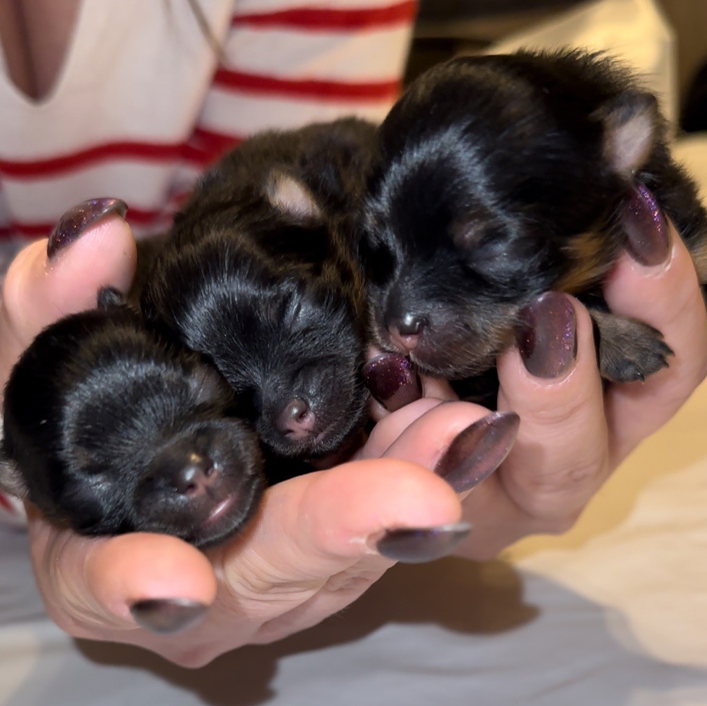 chiot Spitz allemand Pomeranian Kennel